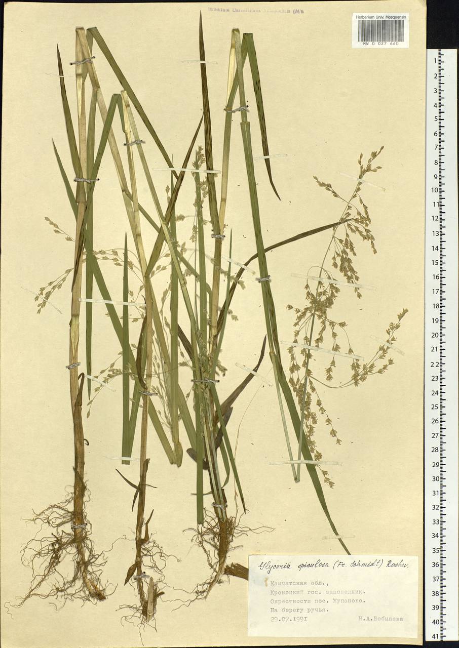 Glyceria spiculosa (F.Schmidt) Roshev. ex B.Fedtsch., Siberia, Chukotka & Kamchatka (S7) (Russia)