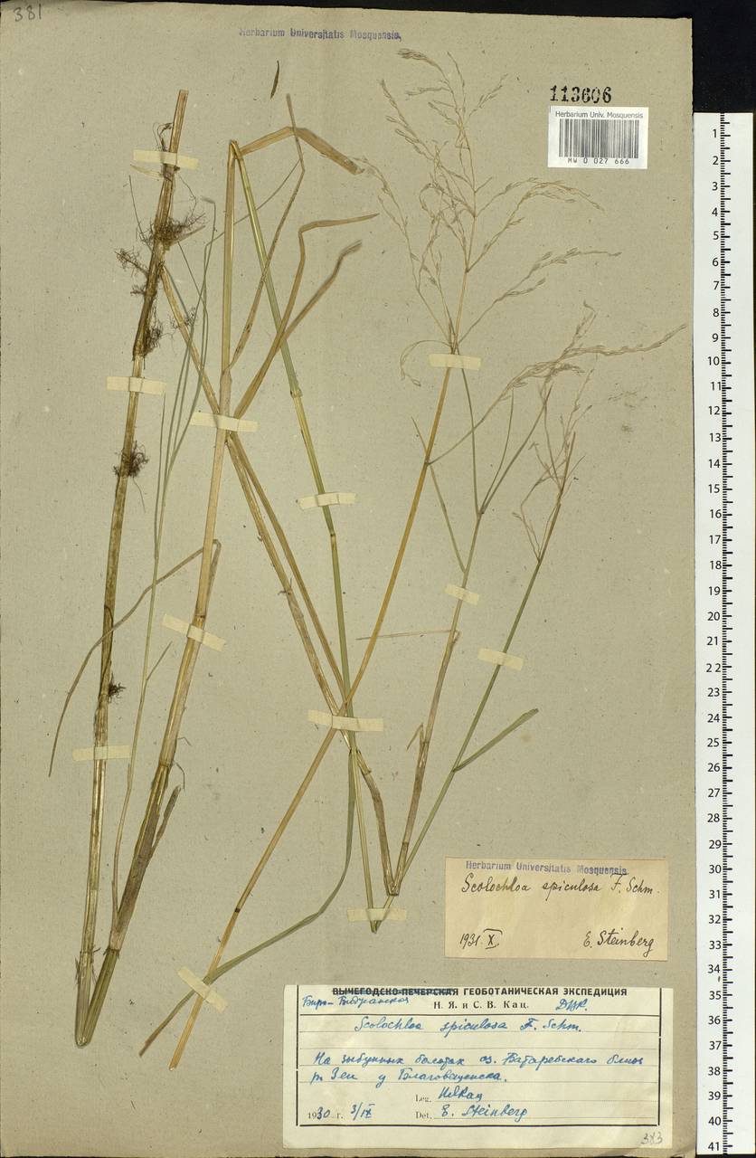 Glyceria spiculosa (F.Schmidt) Roshev. ex B.Fedtsch., Siberia, Russian Far East (S6) (Russia)
