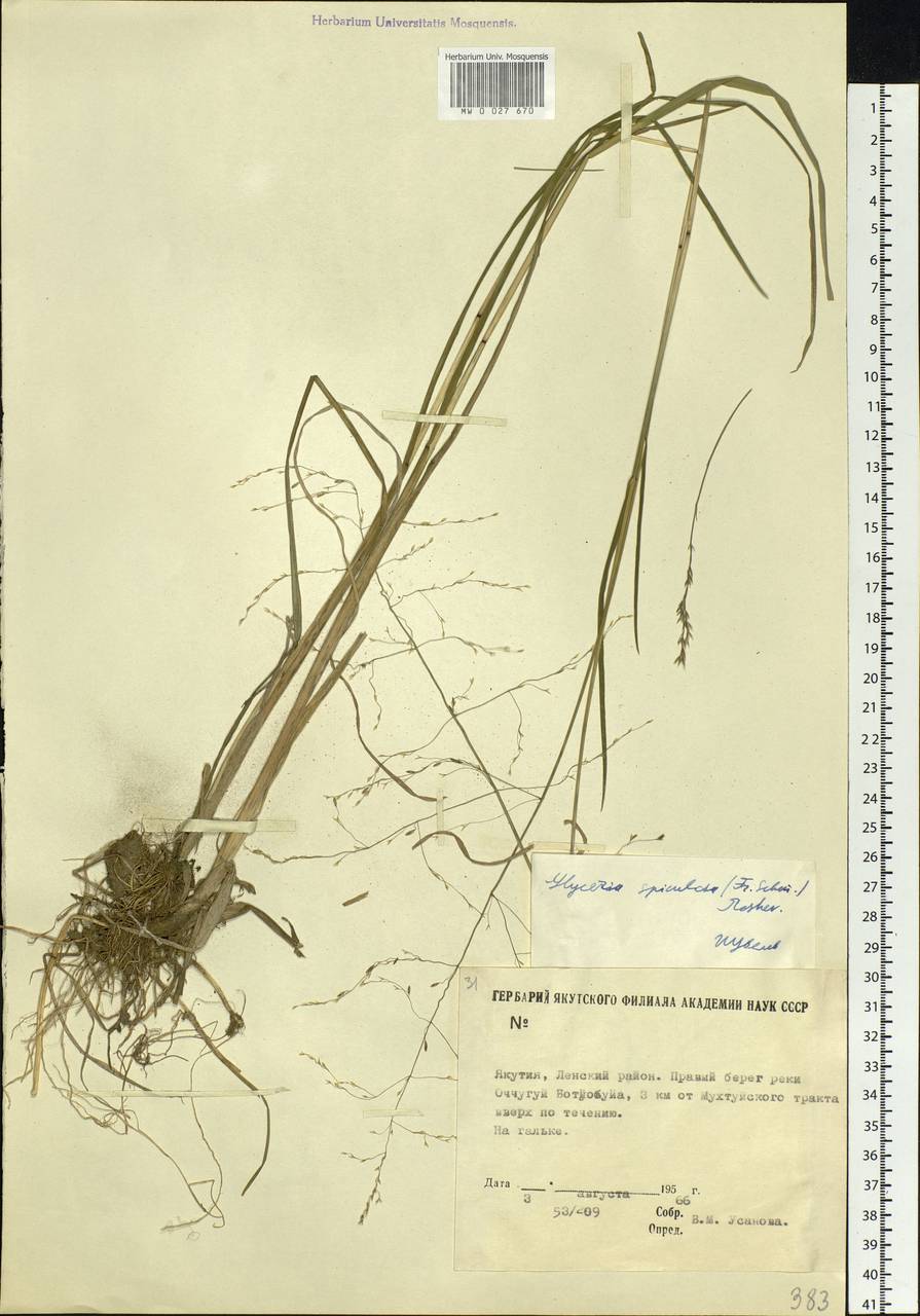 Glyceria spiculosa (F.Schmidt) Roshev. ex B.Fedtsch., Siberia, Yakutia (S5) (Russia)