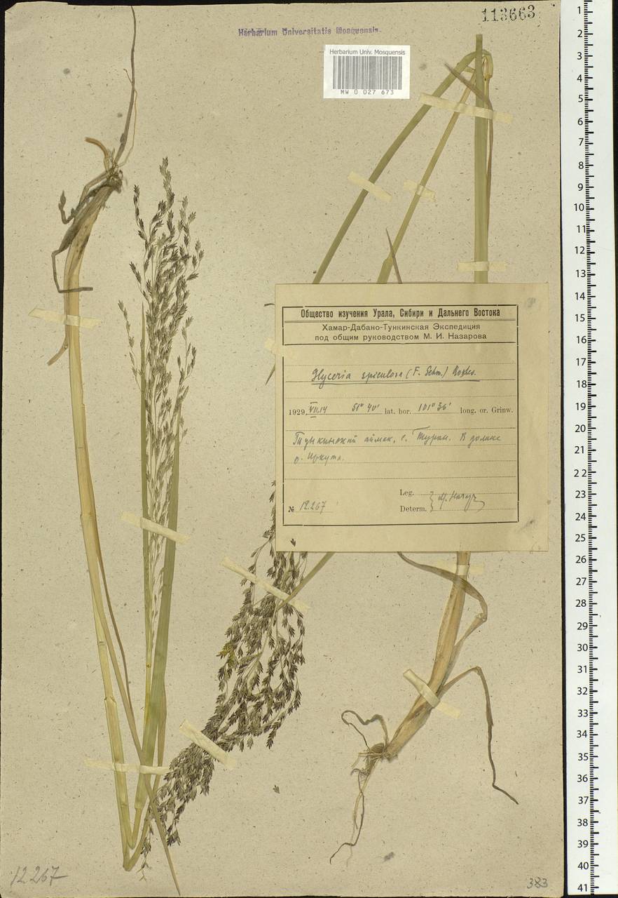 Glyceria spiculosa (F.Schmidt) Roshev. ex B.Fedtsch., Siberia, Baikal & Transbaikal region (S4) (Russia)