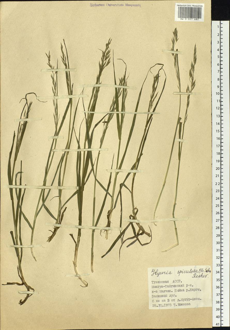 Glyceria spiculosa (F.Schmidt) Roshev. ex B.Fedtsch., Siberia, Altai & Sayany Mountains (S2) (Russia)