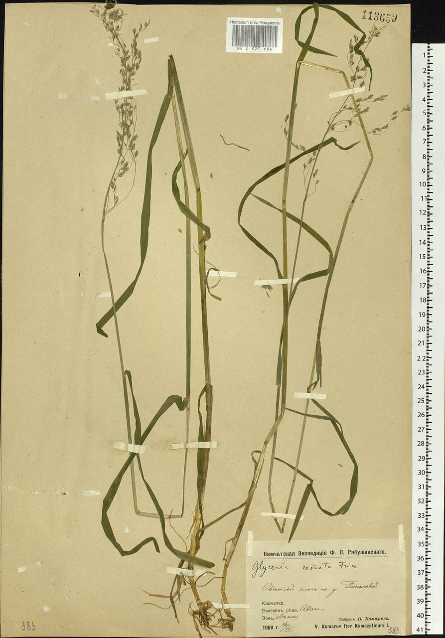 Glyceria lithuanica (Gorski) Gorski, Siberia, Chukotka & Kamchatka (S7) (Russia)