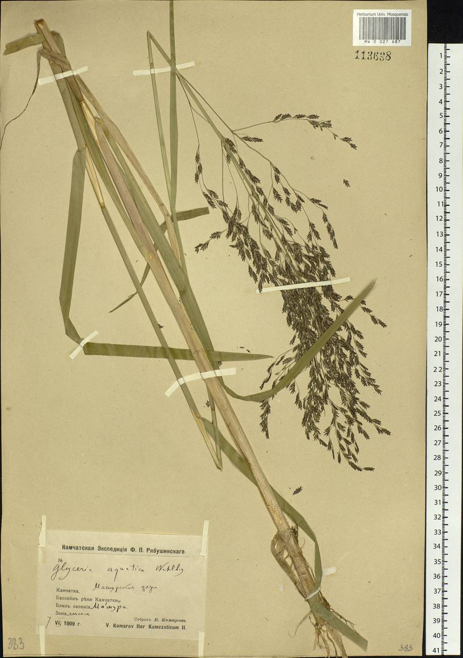 Glyceria maxima (Hartm.) Holmb., Siberia, Chukotka & Kamchatka (S7) (Russia)