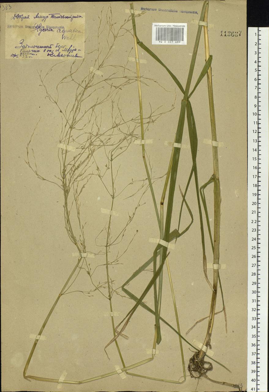 Glyceria maxima (Hartm.) Holmb., Siberia, Russian Far East (S6) (Russia)