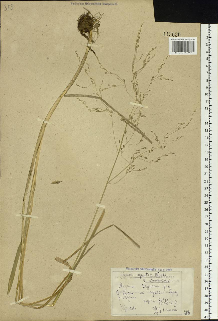 Glyceria maxima (Hartm.) Holmb., Siberia, Yakutia (S5) (Russia)