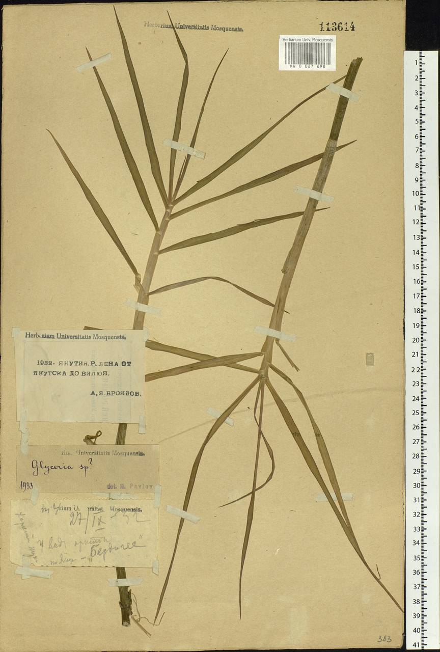 Glyceria maxima (Hartm.) Holmb., Siberia, Yakutia (S5) (Russia)