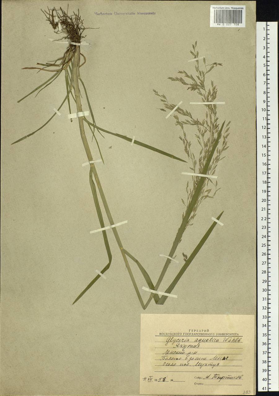 Glyceria maxima (Hartm.) Holmb., Siberia, Yakutia (S5) (Russia)