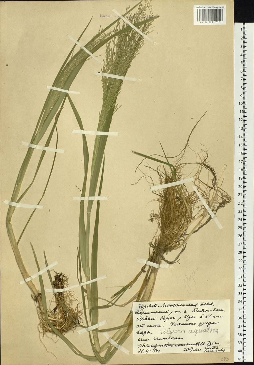 Glyceria maxima (Hartm.) Holmb., Siberia, Baikal & Transbaikal region (S4) (Russia)