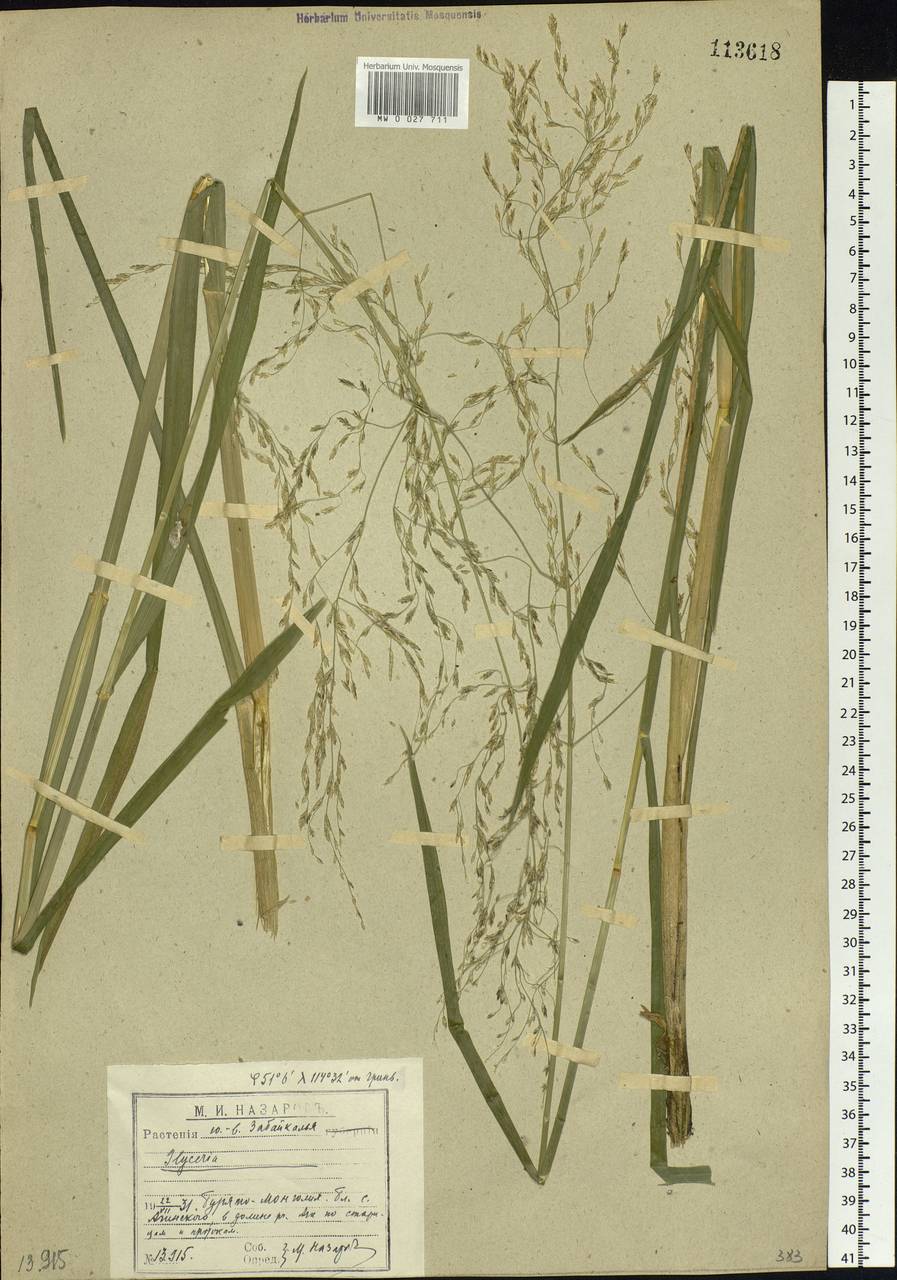 Glyceria maxima (Hartm.) Holmb., Siberia, Baikal & Transbaikal region (S4) (Russia)