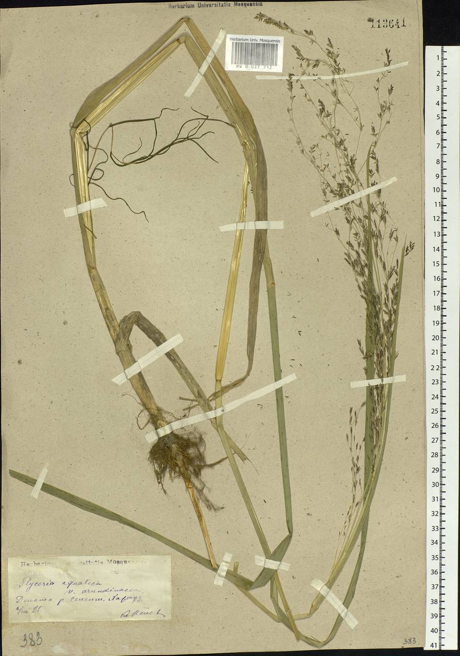 Glyceria maxima (Hartm.) Holmb., Siberia, Baikal & Transbaikal region (S4) (Russia)