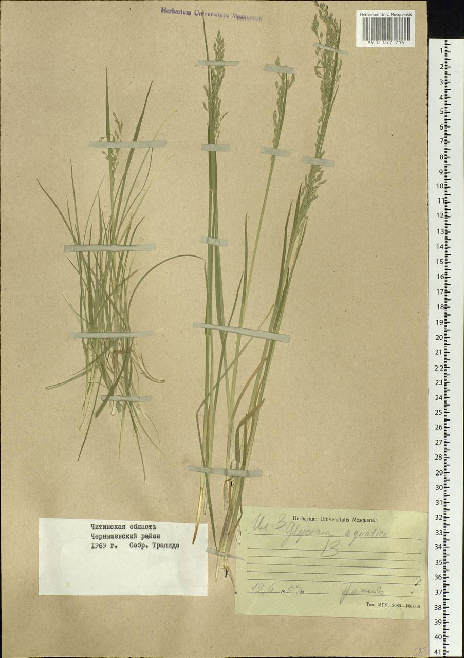 Glyceria maxima (Hartm.) Holmb., Siberia, Baikal & Transbaikal region (S4) (Russia)