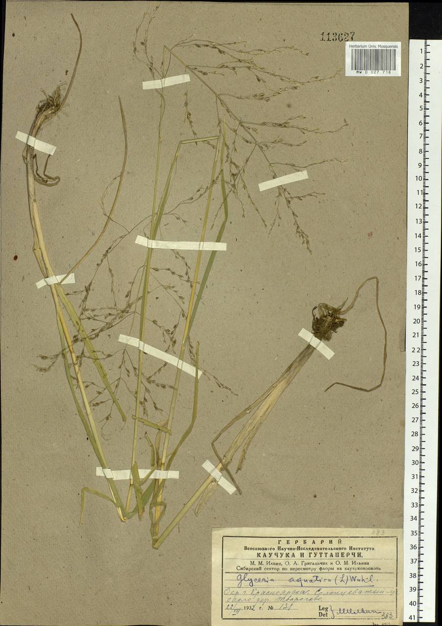 Glyceria maxima (Hartm.) Holmb., Siberia, Central Siberia (S3) (Russia)