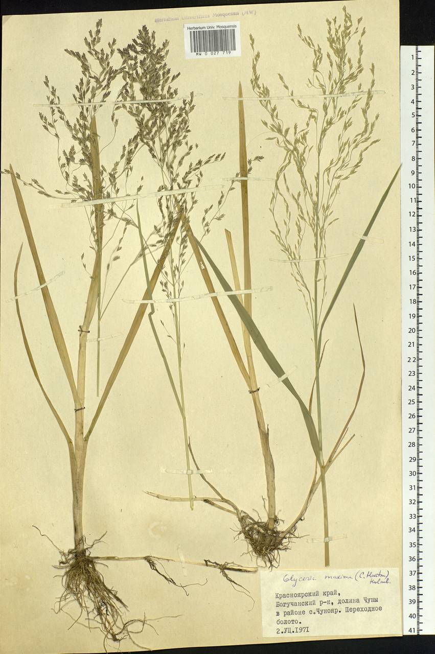 Glyceria maxima (Hartm.) Holmb., Siberia, Central Siberia (S3) (Russia)