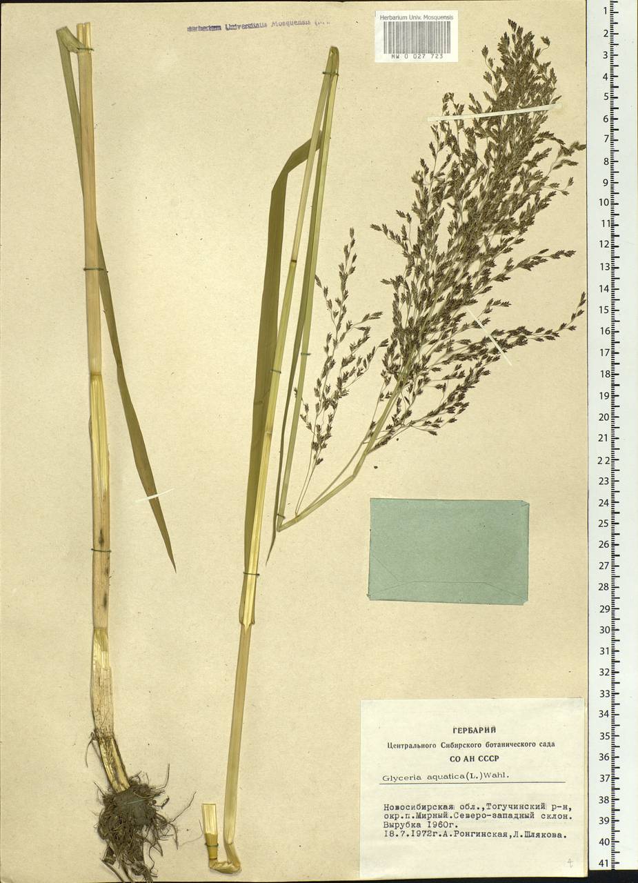 Glyceria maxima (Hartm.) Holmb., Siberia, Western Siberia (S1) (Russia)