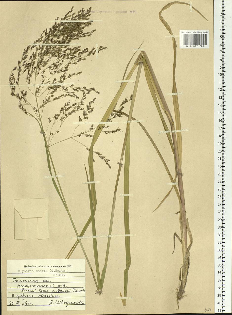 Glyceria maxima (Hartm.) Holmb., Siberia, Western Siberia (S1) (Russia)