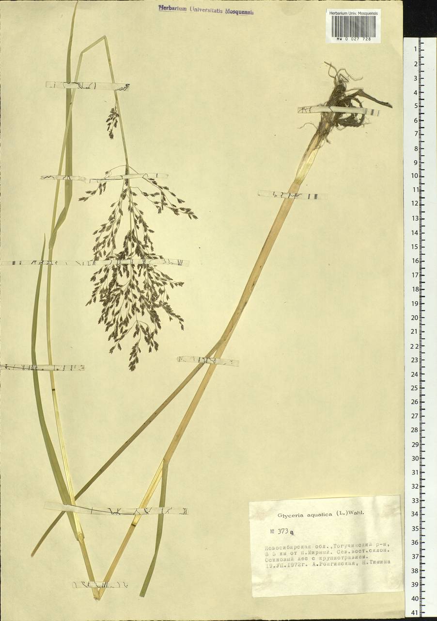 Glyceria maxima (Hartm.) Holmb., Siberia, Western Siberia (S1) (Russia)