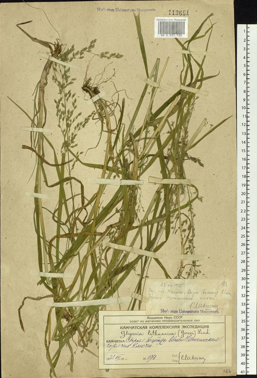 Glyceria lithuanica (Gorski) Gorski, Siberia, Chukotka & Kamchatka (S7) (Russia)
