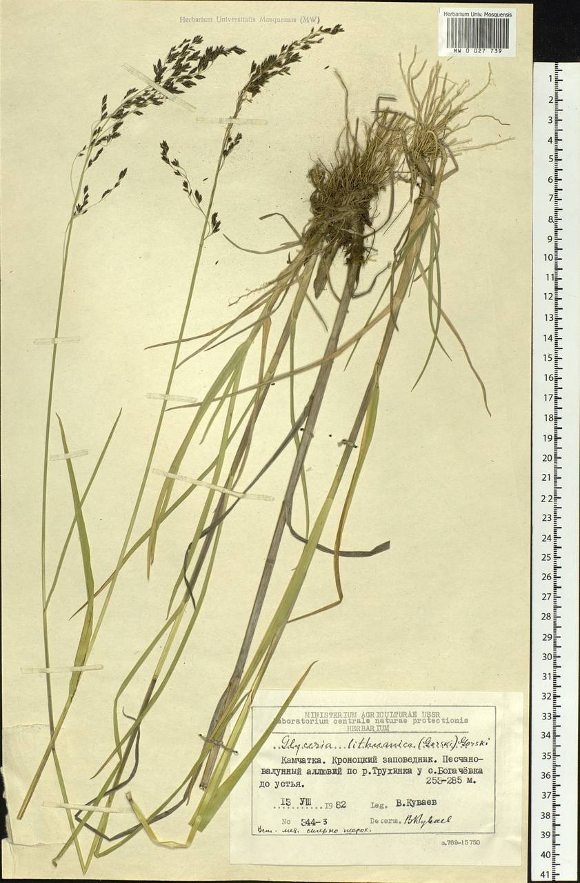Glyceria lithuanica (Gorski) Gorski, Siberia, Chukotka & Kamchatka (S7) (Russia)