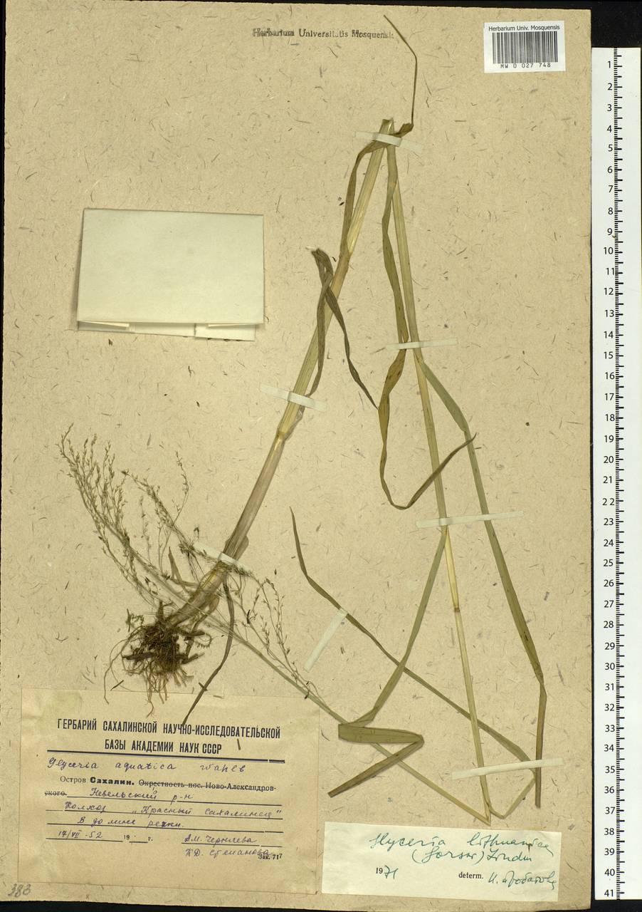 Glyceria lithuanica (Gorski) Gorski, Siberia, Russian Far East (S6) (Russia)