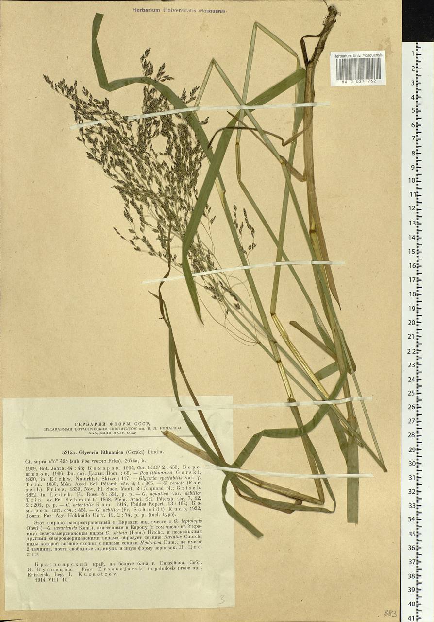 Glyceria lithuanica (Gorski) Gorski, Siberia, Central Siberia (S3) (Russia)