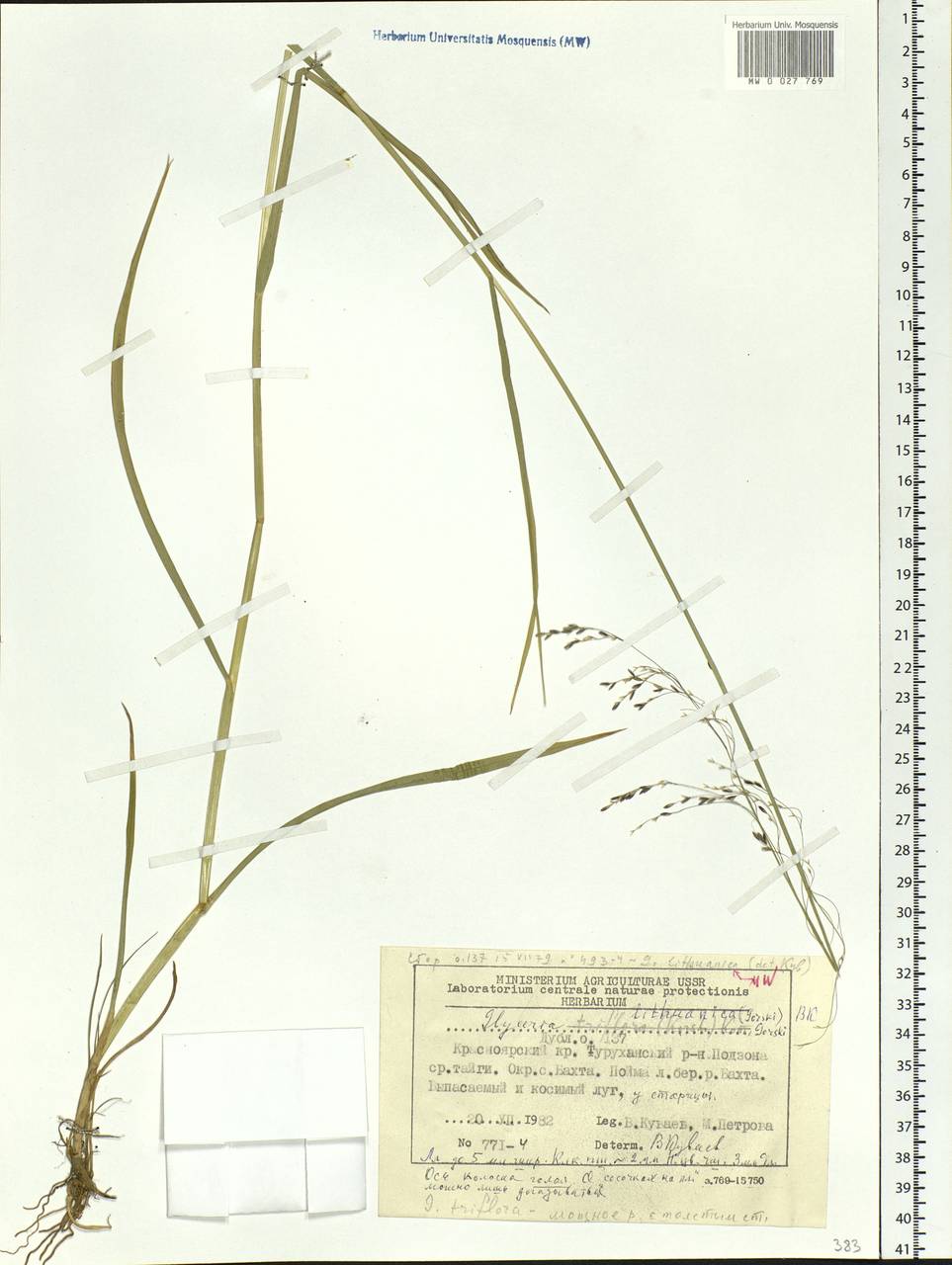Glyceria lithuanica (Gorski) Gorski, Siberia, Central Siberia (S3) (Russia)