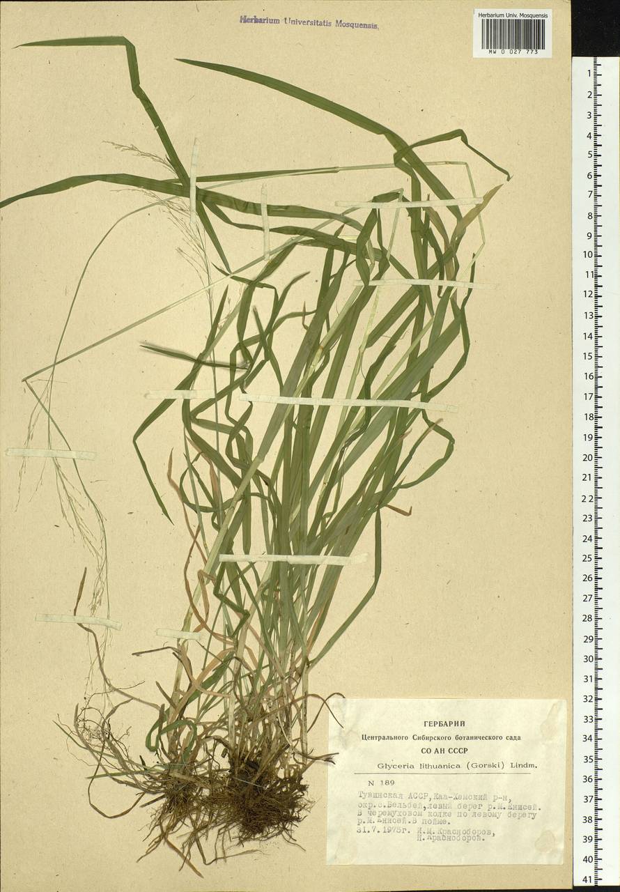 Glyceria lithuanica (Gorski) Gorski, Siberia, Altai & Sayany Mountains (S2) (Russia)