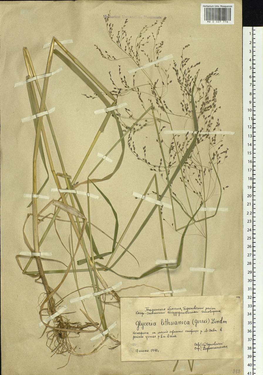Glyceria lithuanica (Gorski) Gorski, Siberia, Western Siberia (S1) (Russia)
