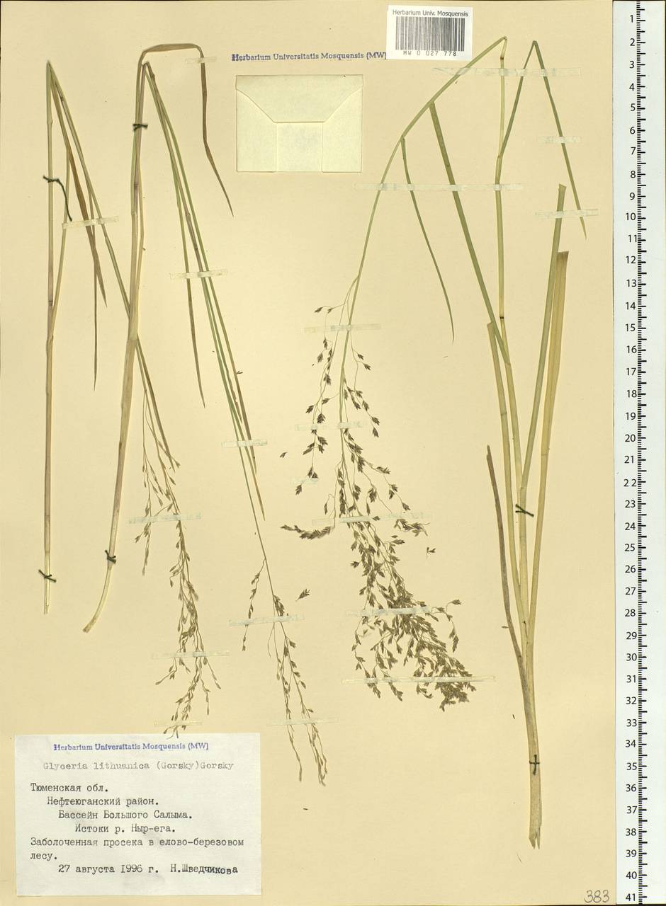 Glyceria lithuanica (Gorski) Gorski, Siberia, Western Siberia (S1) (Russia)