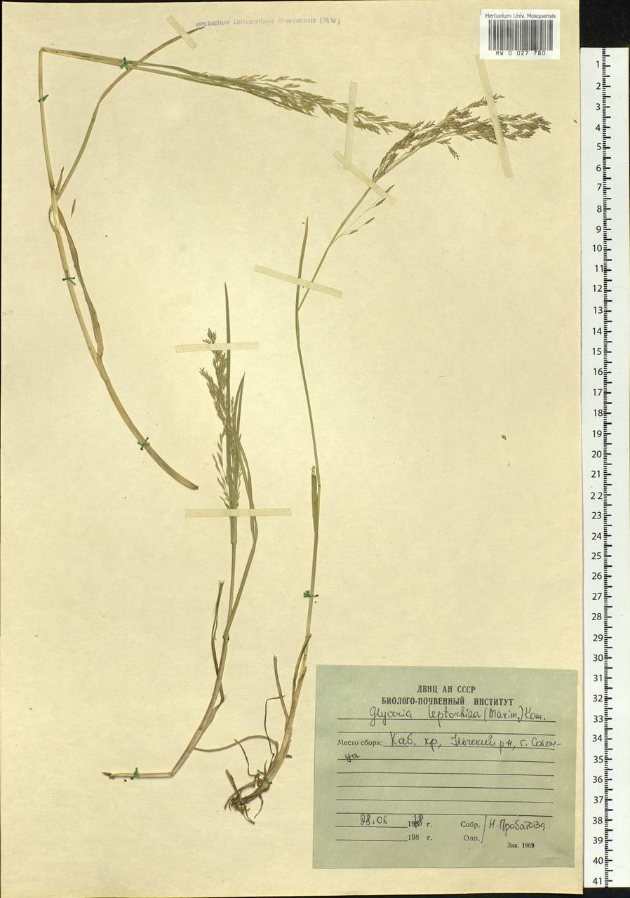 Glyceria leptorhiza (Maxim.) Kom., Siberia, Russian Far East (S6) (Russia)