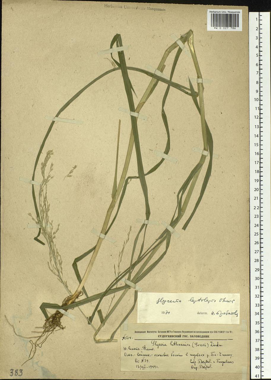 Glyceria leptolepis Ohwi, Siberia, Russian Far East (S6) (Russia)