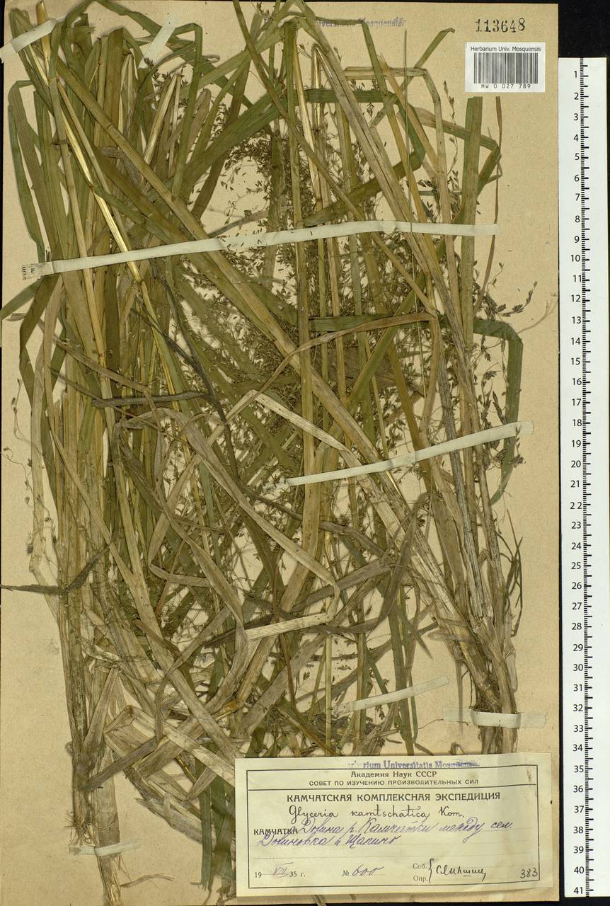 Glyceria arundinacea Kunth, Siberia, Chukotka & Kamchatka (S7) (Russia)