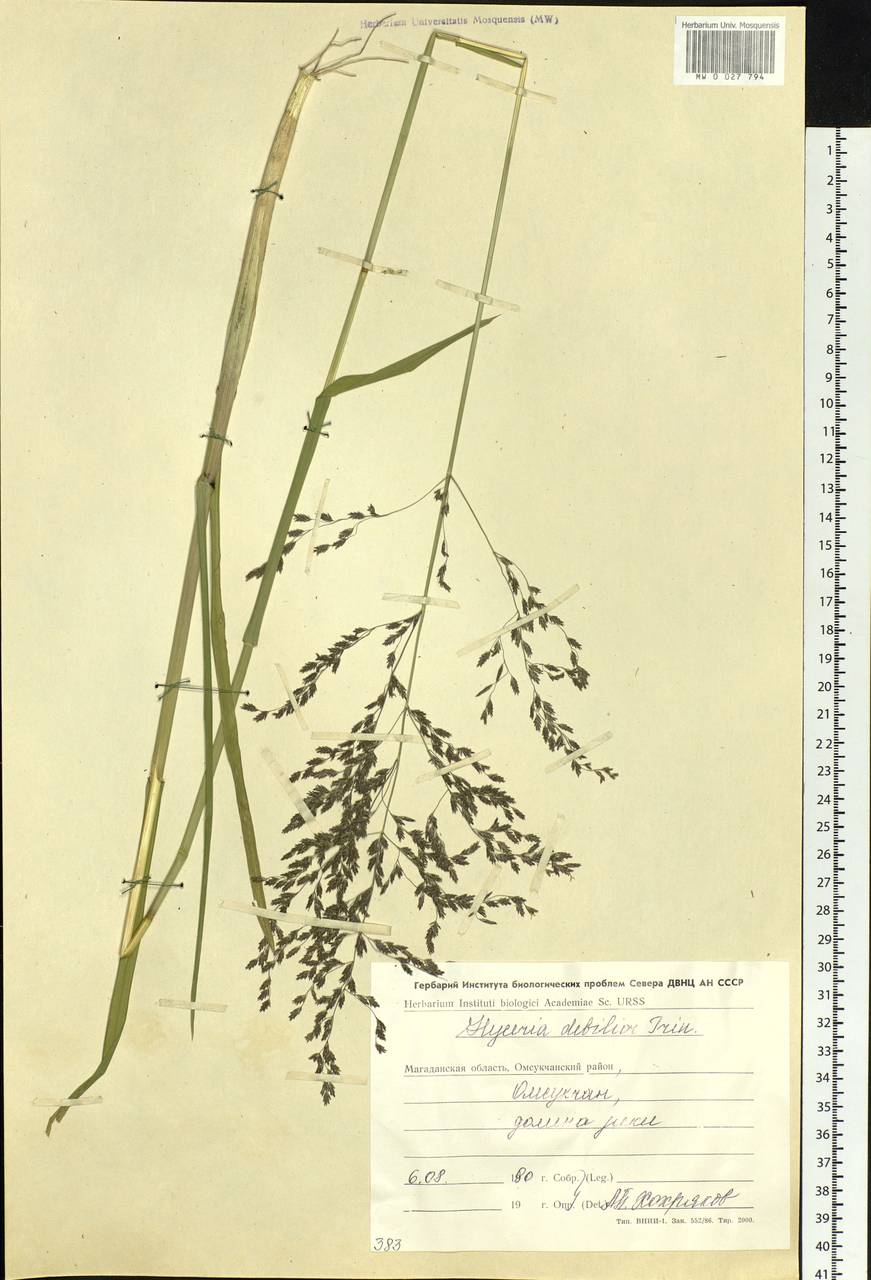 Glyceria lithuanica (Gorski) Gorski, Siberia, Chukotka & Kamchatka (S7) (Russia)