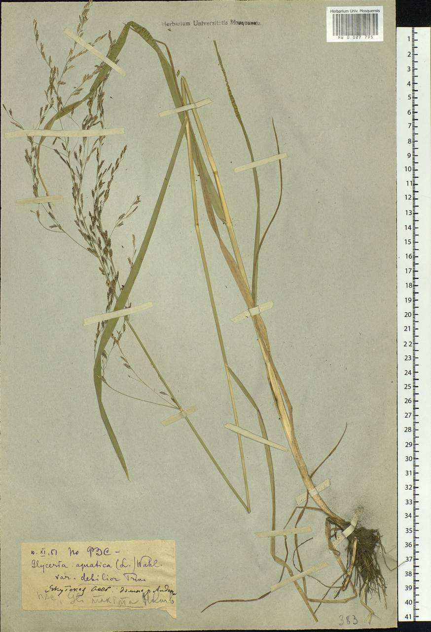 Glyceria lithuanica (Gorski) Gorski, Siberia, Yakutia (S5) (Russia)