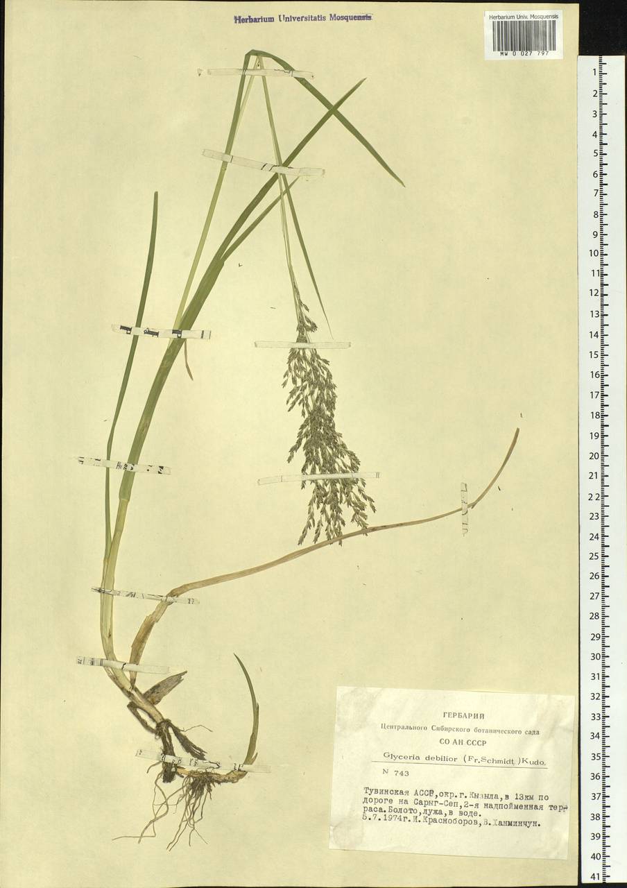 Glyceria lithuanica (Gorski) Gorski, Siberia, Altai & Sayany Mountains (S2) (Russia)
