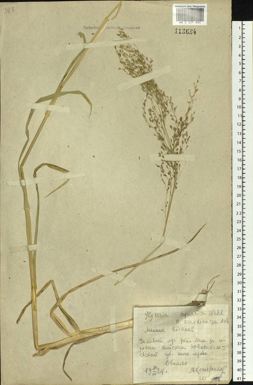 Glyceria arundinacea Kunth, Siberia, Altai & Sayany Mountains (S2) (Russia)