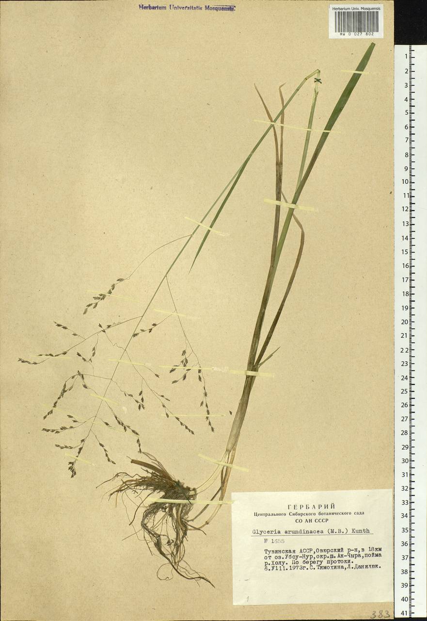 Glyceria arundinacea Kunth, Siberia, Altai & Sayany Mountains (S2) (Russia)