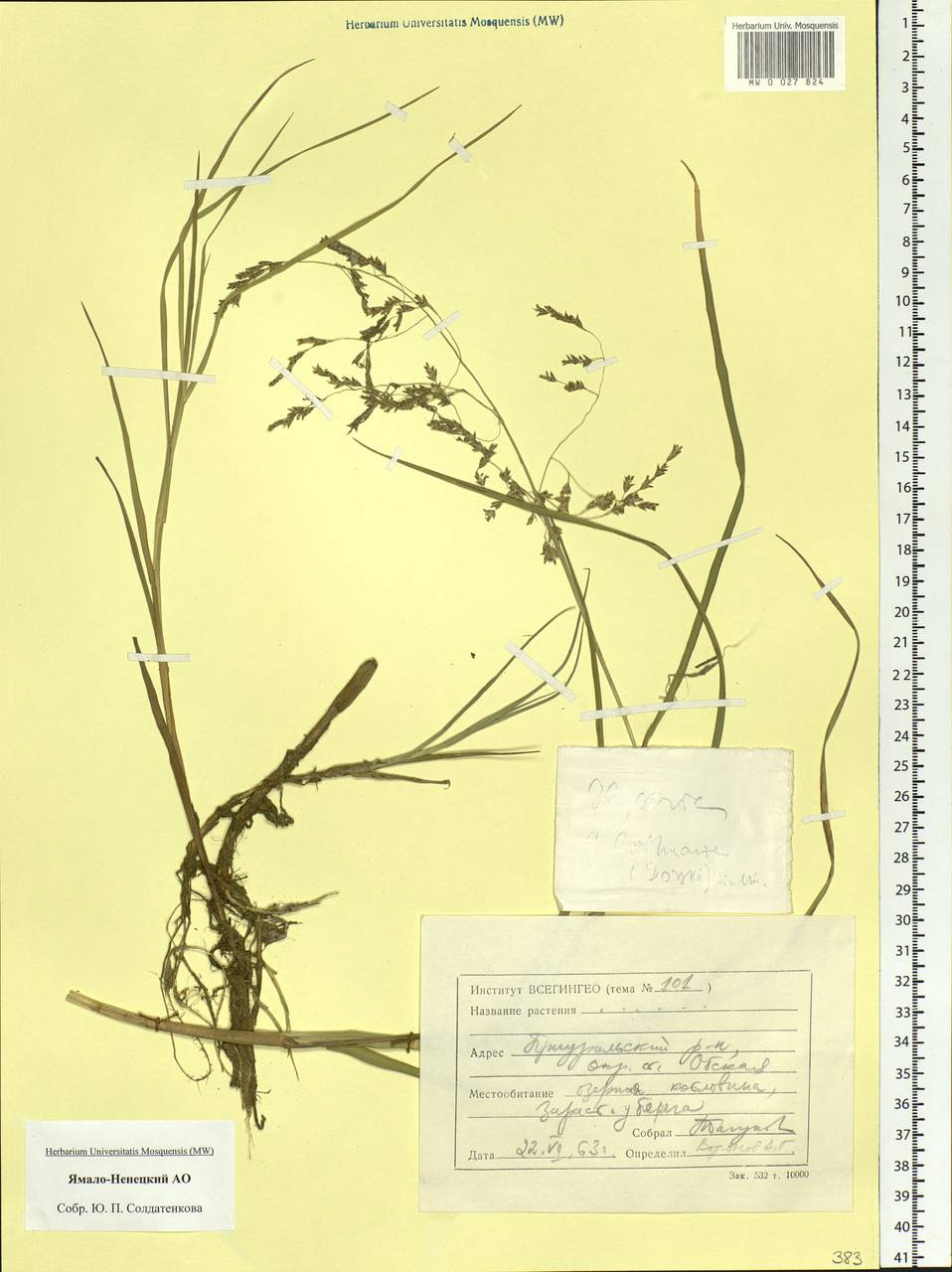 Glyceria, Siberia, Western Siberia (S1) (Russia)