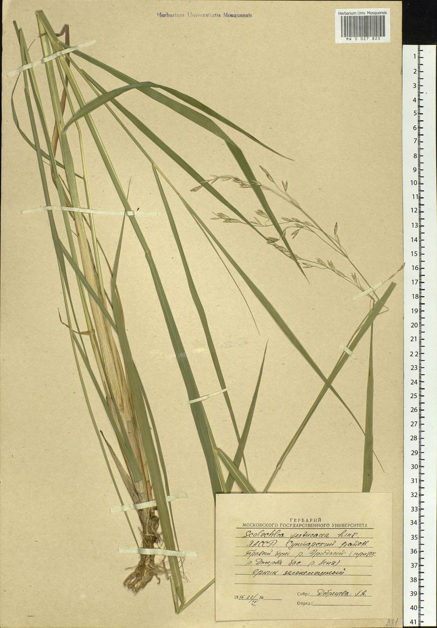 Scolochloa festucacea (Willd.) Link, Siberia, Yakutia (S5) (Russia)