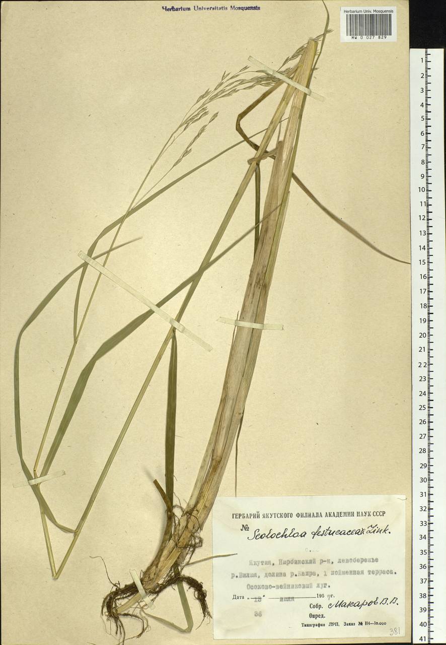 Scolochloa festucacea (Willd.) Link, Siberia, Yakutia (S5) (Russia)