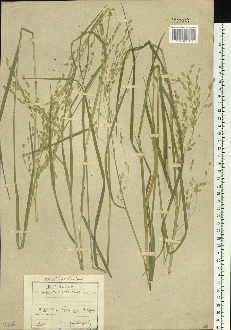 Scolochloa festucacea (Willd.) Link, Siberia, Baikal & Transbaikal region (S4) (Russia)