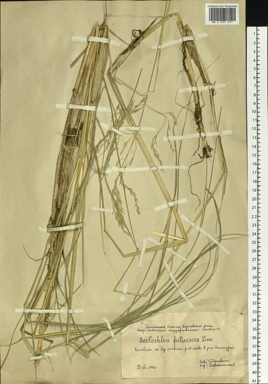 Scolochloa festucacea (Willd.) Link, Siberia, Western Siberia (S1) (Russia)