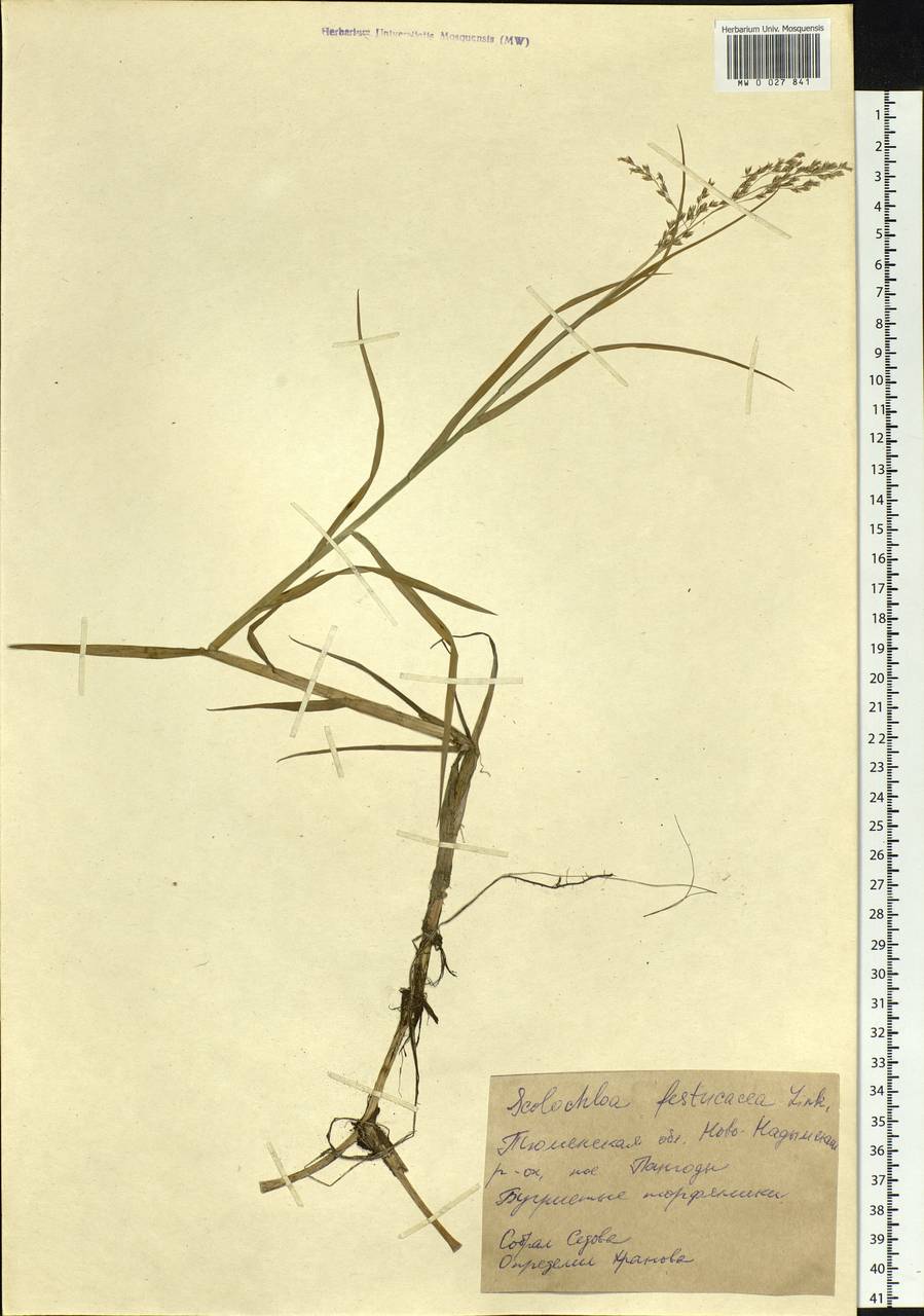 Scolochloa festucacea (Willd.) Link, Siberia, Western Siberia (S1) (Russia)