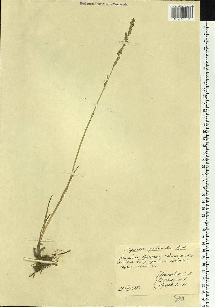 Dupontia fisheri R.Br., Siberia, Chukotka & Kamchatka (S7) (Russia)