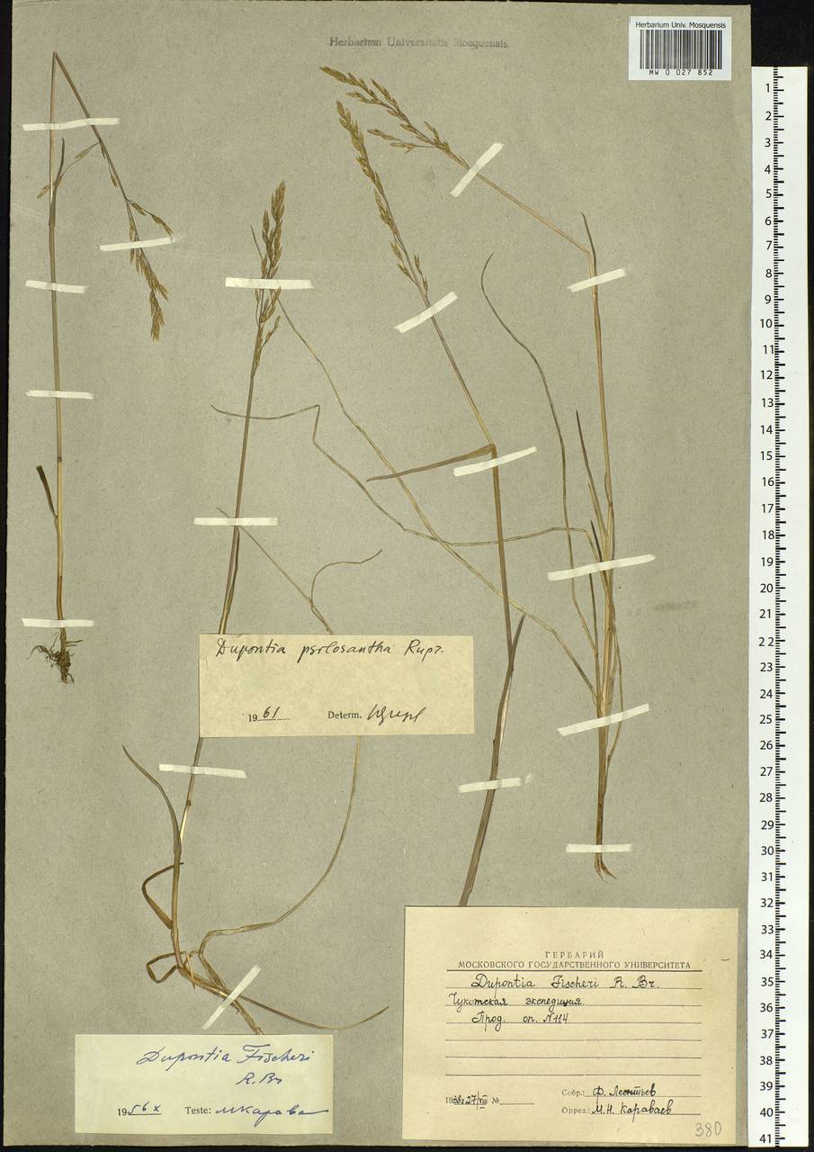 Dupontia fisheri R.Br., Siberia, Chukotka & Kamchatka (S7) (Russia)