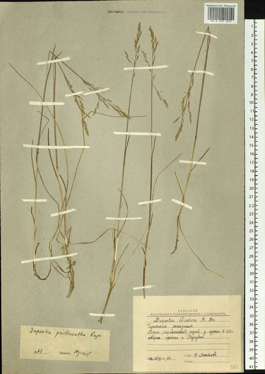 Dupontia fisheri R.Br., Siberia, Chukotka & Kamchatka (S7) (Russia)