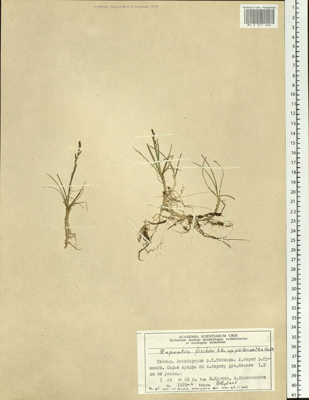 Dupontia fisheri R.Br., Siberia, Central Siberia (S3) (Russia)