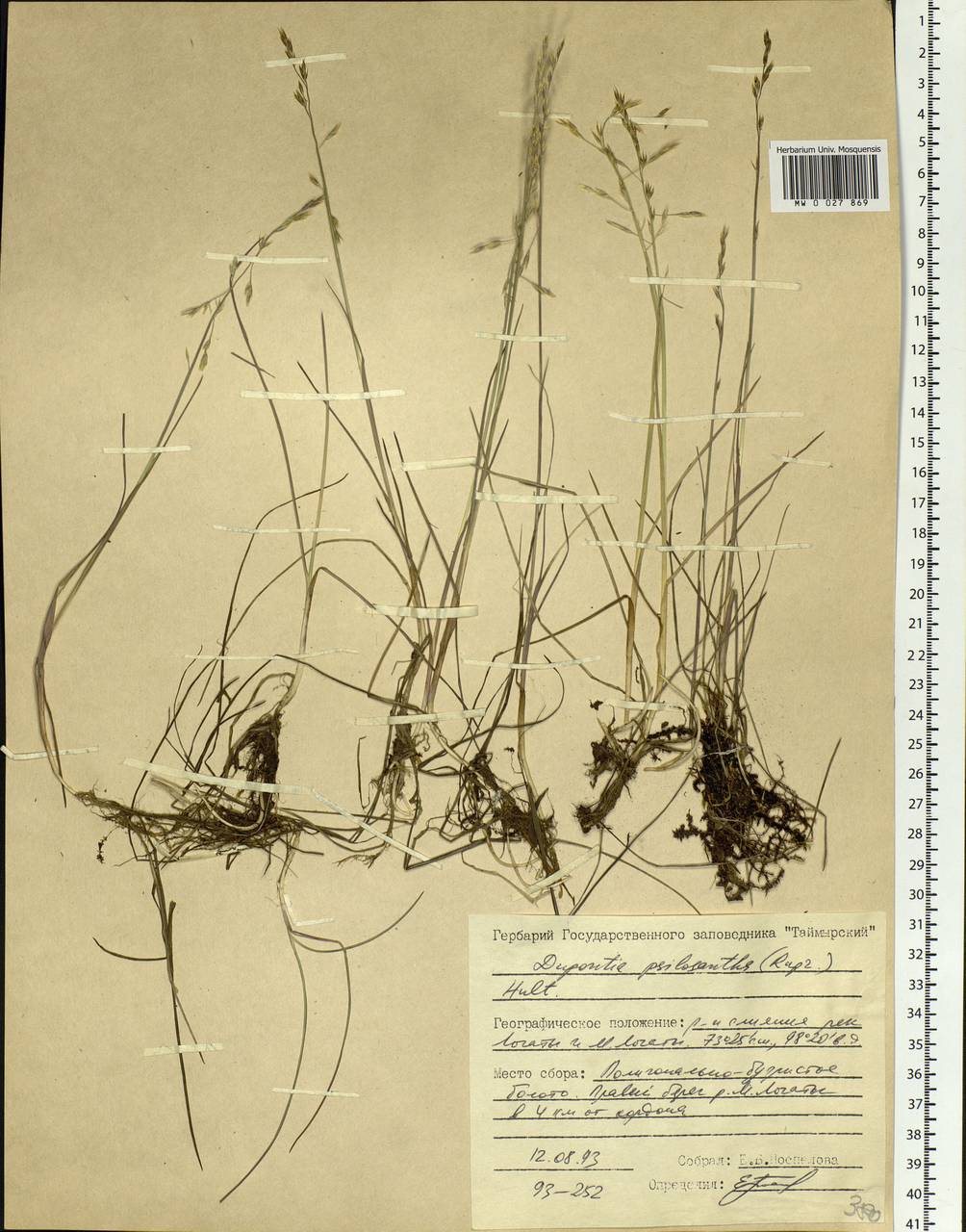 Dupontia fisheri R.Br., Siberia, Central Siberia (S3) (Russia)