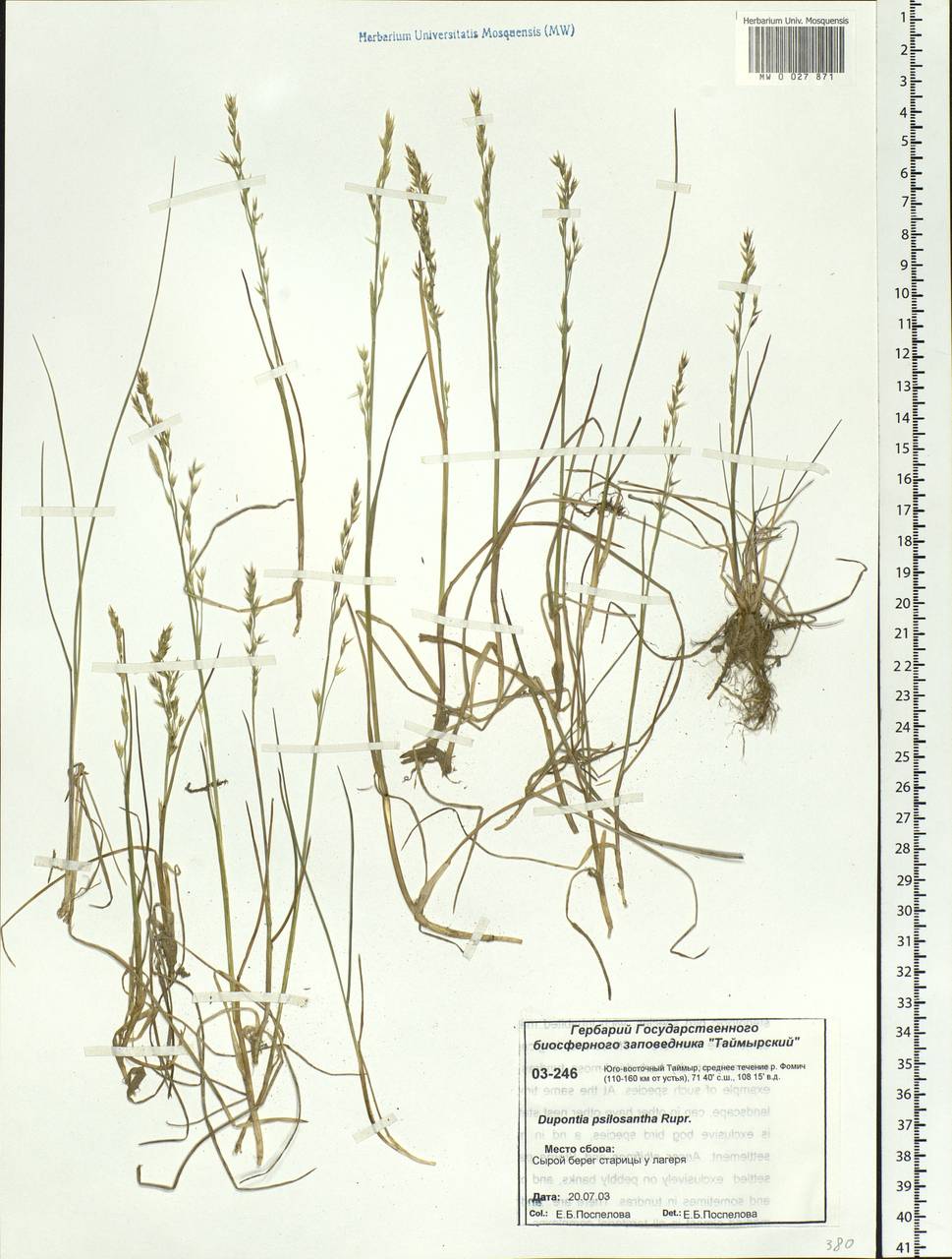 Dupontia fisheri R.Br., Siberia, Central Siberia (S3) (Russia)