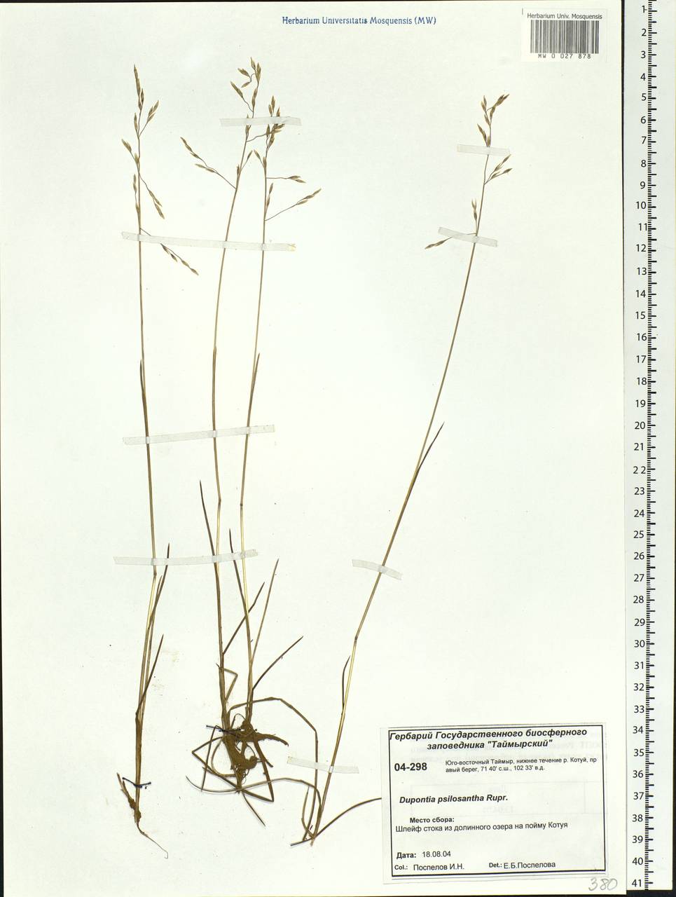 Dupontia fisheri R.Br., Siberia, Central Siberia (S3) (Russia)