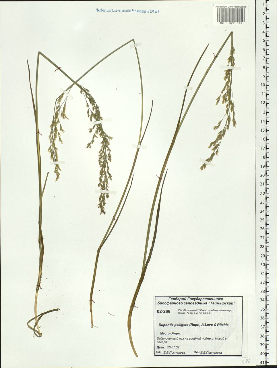 Dupontia fisheri R.Br., Siberia, Central Siberia (S3) (Russia)